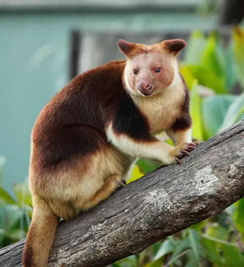Tree Kangaroo Spotted Again After 90 Years, Raising Hope for Species Once Feared Extinct