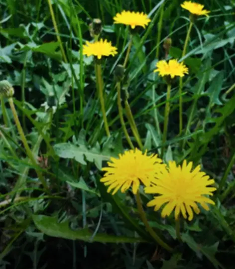 Considerada a “rainha das ervas”, planta selvagem pode surpreender quando preparada como chá