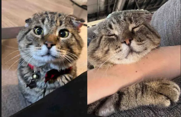 Cat Waits at Shopping Center Until Woman Approaches, He Leans into Her, Ready for Change