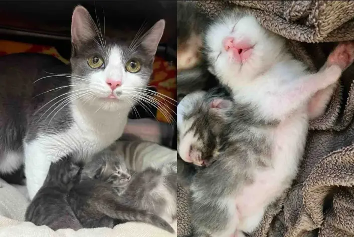 Cat Tries to Enter a Work Office, Within 48 Hours, She Has Three Kittens by Her Side