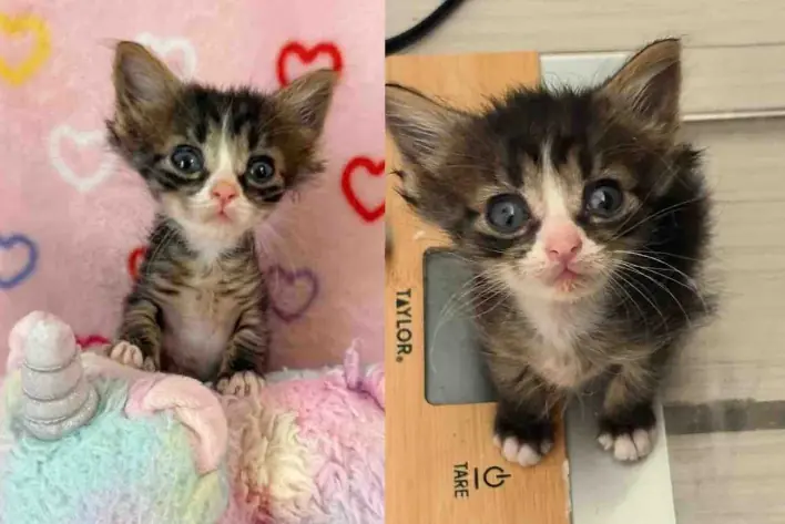 Kitten is Much Tinier Than Other Cats But Shows the Spirit of a Tiger, Months Later, She Truly Transforms