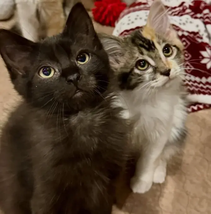 Cat Transferred from a Shelter with Kittens in Tow, Months Later, She Receives Happiest Ending She Deserves