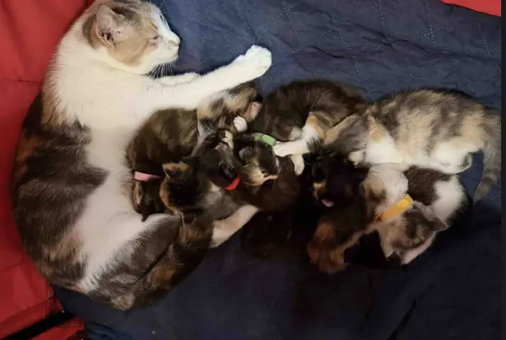 Cat Found Outside Has Four Kittens, Then She Takes in Five Others Who Needed a Mother