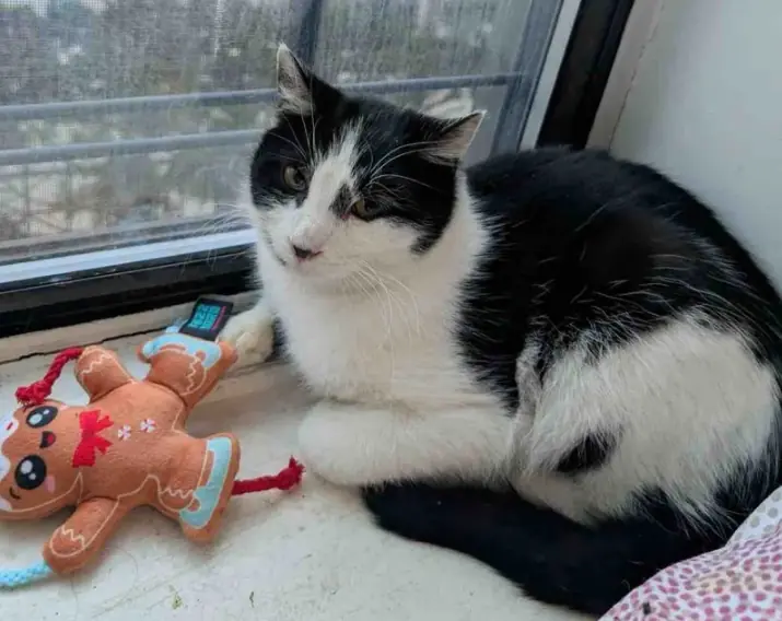 They Take in Cat Living in the Snow, Transform His Life Completely, Once Indoors, He Reveals Who He Truly Is