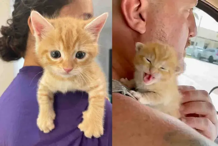 They Take in a Kitten Found in the Middle of Highway and Help Her Grow into Most Charming Little Cat