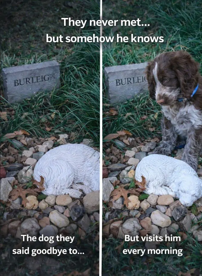 Dog Visits Grave Of Family’s Late Dog Every Morning — Even Though They Never Met