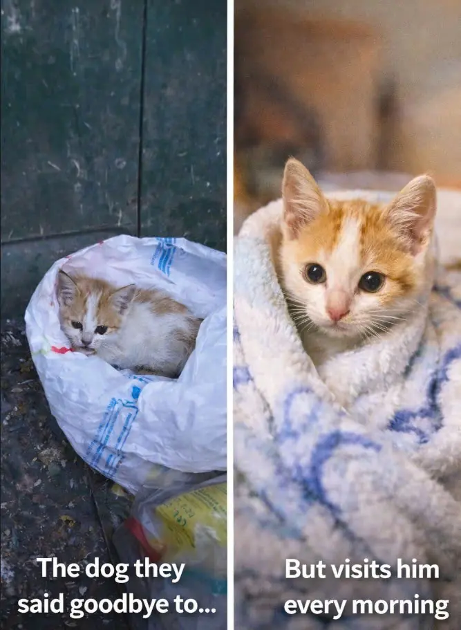 Tiny Kitten Found Crying In Dumpster Gets A Second Chance — And Learns What Love Feels Like