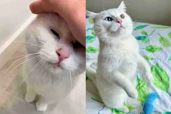 Cat Shows Up in a Garden and Sticks Around Until Kind Person Notices Him and Changes His Life