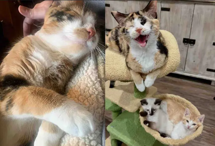 Cat Came to Shelter with 7 Kittens, Months Later She's Offering Same Love She Received to Everyone She Meets