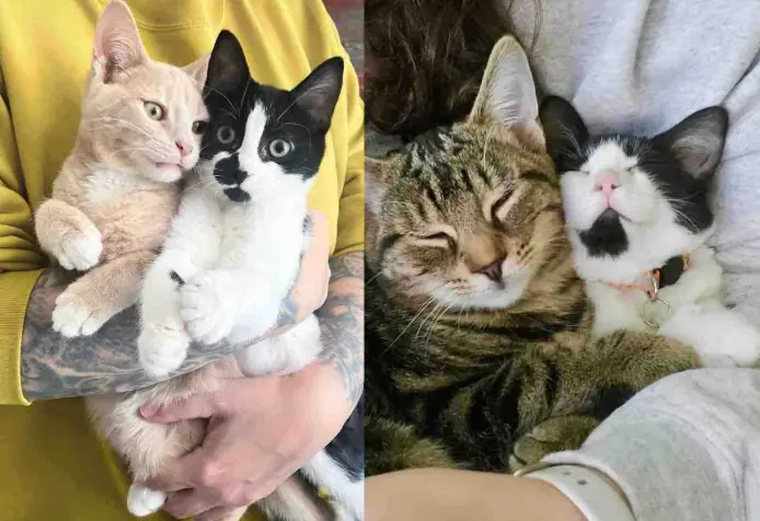 'Unwanted' Kittens Find Second Chance and Make It Their Mission to Steal Hearts, One Wobbly Step at a Time