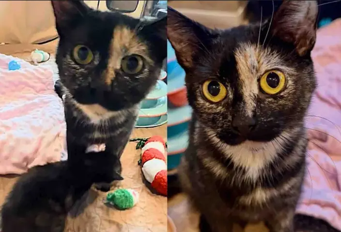 They Went to a Rescue to Give a Cat and Her Kittens the Best Gift Right Before Christmas