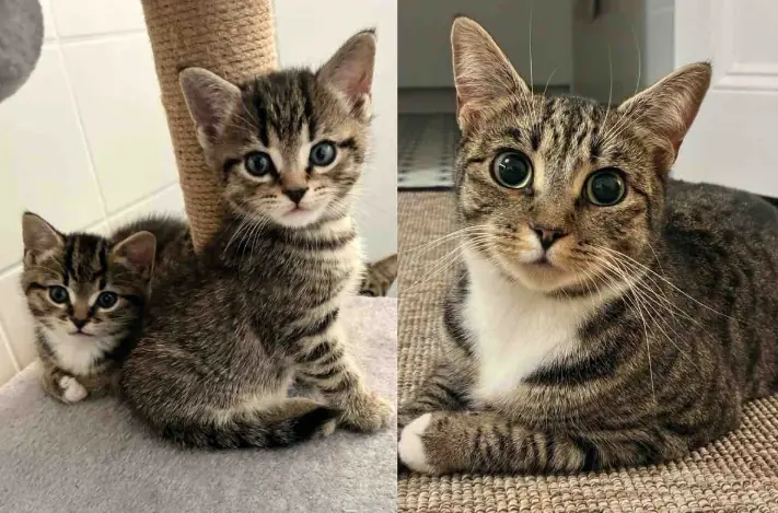 Cat Found Hiding Her Kittens in a Closet Finally Living the Good Life She Longed for