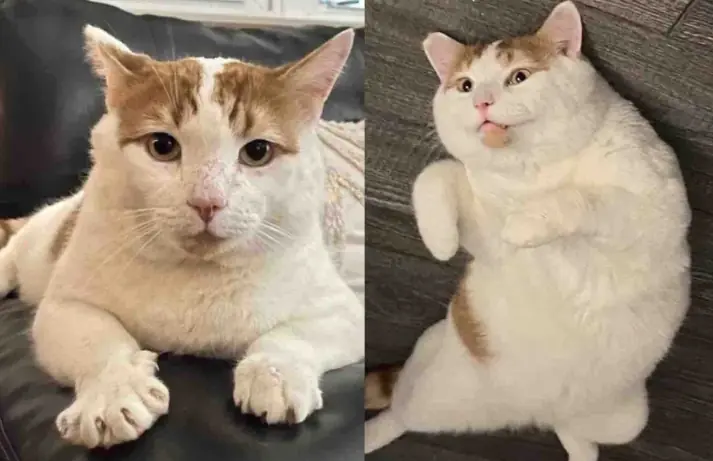 After Years of Being 'Man About Town' Cat Finally Decides to Settle Down When He Meets Family of His Dreams