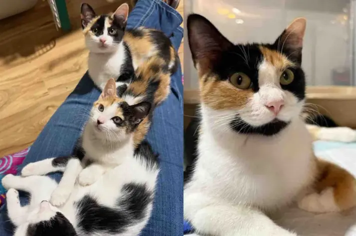 Cat Arrives at Rescue with Kittens in Tow, Now Hoping for Her Own Happily Ever After This Christmas