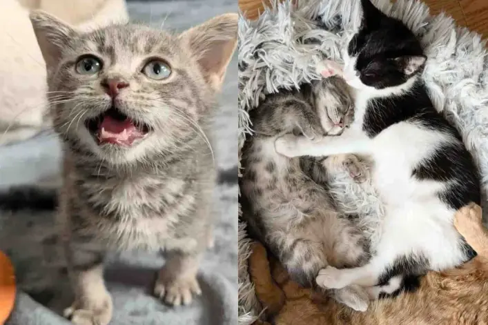 Kitten Who Was Very Small for His Age Now Runs Around with Two Other Cats, Forming the Cutest Friendship