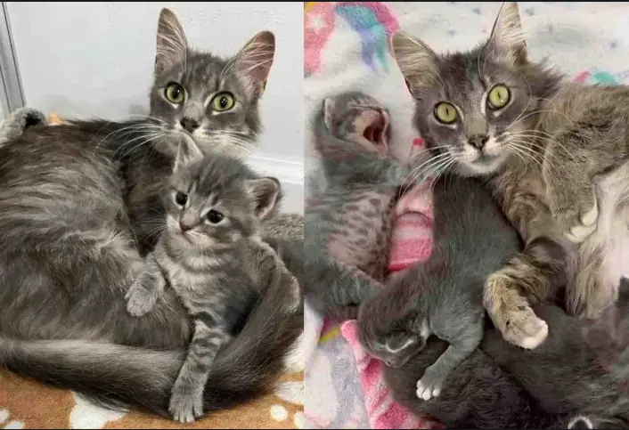 Cat Given a Second Chance with Her Kittens Finally Sees Her Wish Come True, in Time for the Holidays