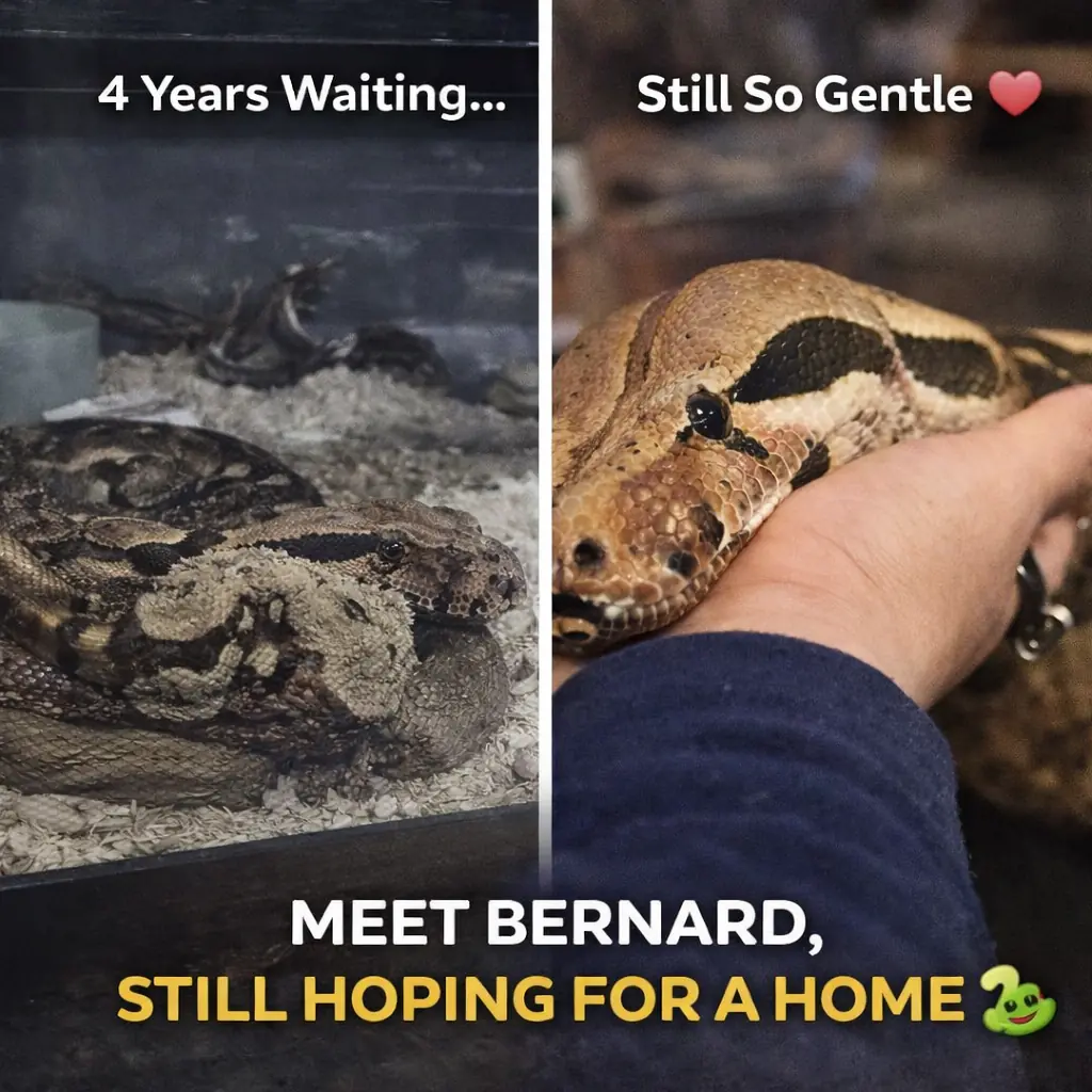 Gentle Boa Constrictor Waits 4 Years In Shelter — Meet Bernard, The Sweet Giant Still Hoping For A Home