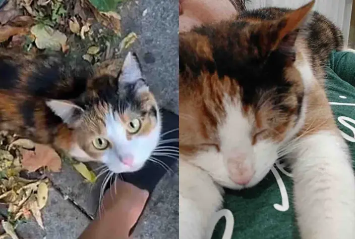Cat Walks Up to a Person Asking for Help and Has Her Dream Come True in Time for Thanksgiving