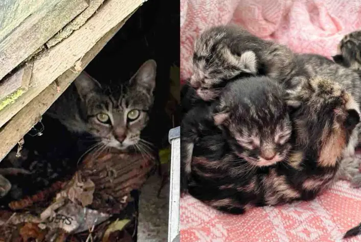 They Notice Cat Under a Fence Panel with Kittens, After Getting Them Indoors, They Find One More