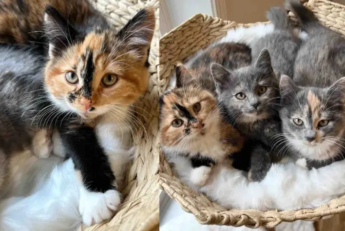 Kittens Arrive at a Shelter, Little Do They Know a Family Will Drive Hours to Keep All 3 Cats Together