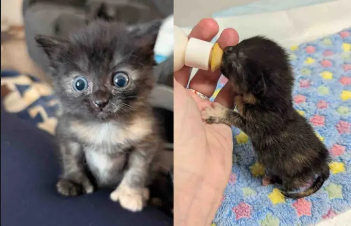 They Bring in a Kitten Spotted in a Puddle and Watch Her Blossom Alongside Cat Friend Who Matches Her Spirit