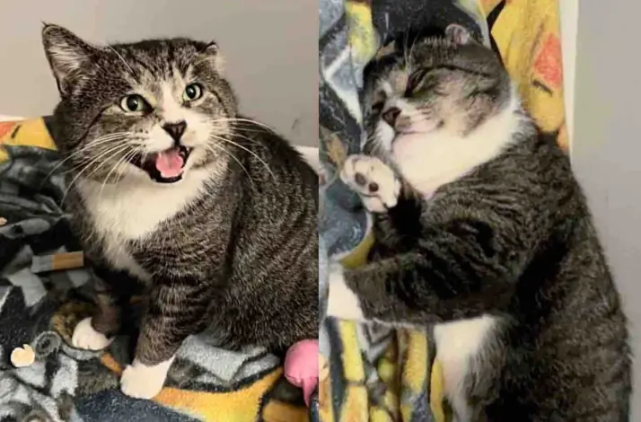 After Almost a Year They Bring Big Street Cat to Safety, Only to Discover He's Gentle Giant with a Lot to Say