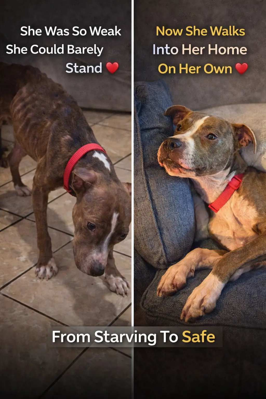 Emaciated Pit Bull Breaks Into House Looking For Food — Now She Walks Into Her Forever Home On Her Own