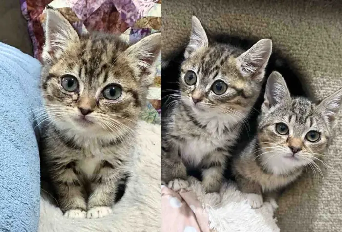 Street Kitten Bounces Back and Makes It Her Mission to Befriend Every Cat Until She's Back with Her Sister