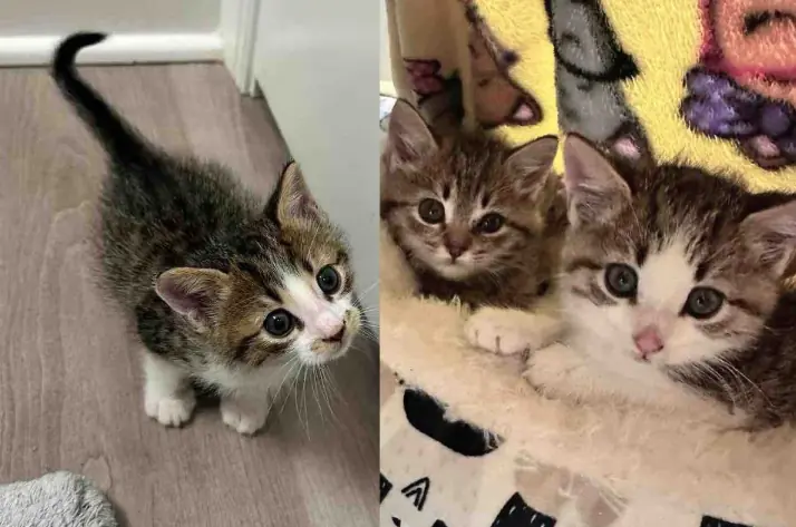 They Found a Kitten at a Storage Facility and Later Discovered Two More Cats Hidden Nearby