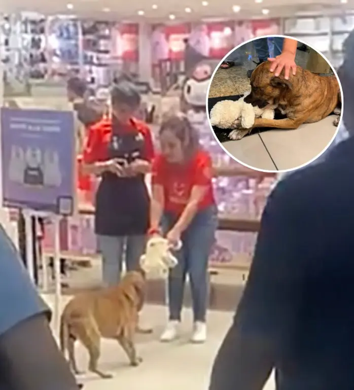 Strangers Step Up In The Best Way After Dog Is Caught Stealing Toy From Store