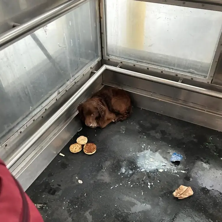 Railroad Workers Discover Someone Fluffy Hiding In Train Station Elevator