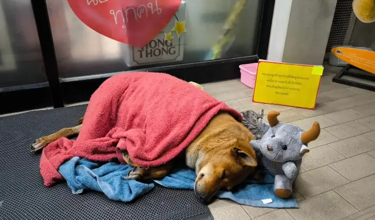 Dog Waited Months Outside 7-Eleven For Her Owner — Then A New Hope Arrived