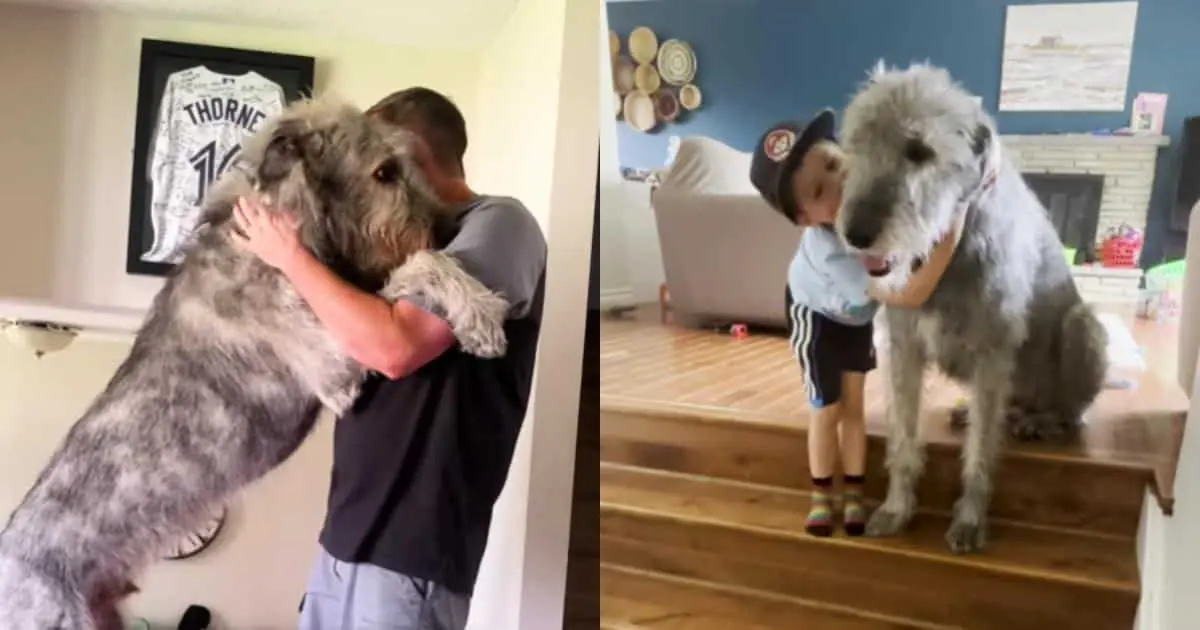 Walter the Wolfhound Weighs 140 Pounds But Believes He’s A Lap Dog