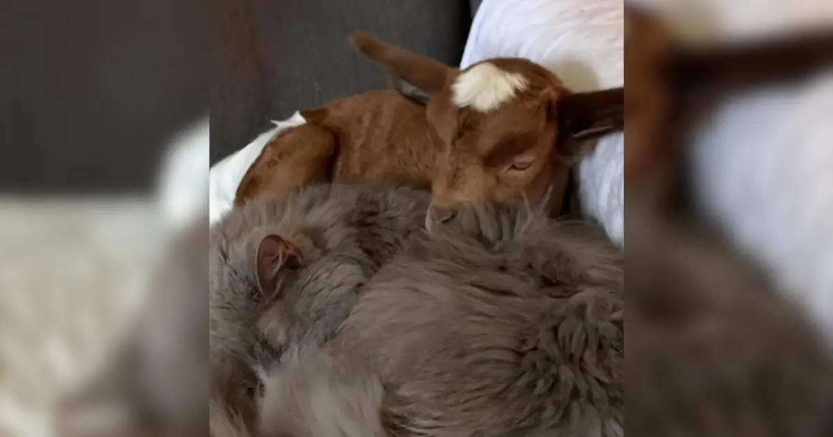 Senior Cat Adopted A Baby Goat And Accidentally Creates a “Goat Cat”