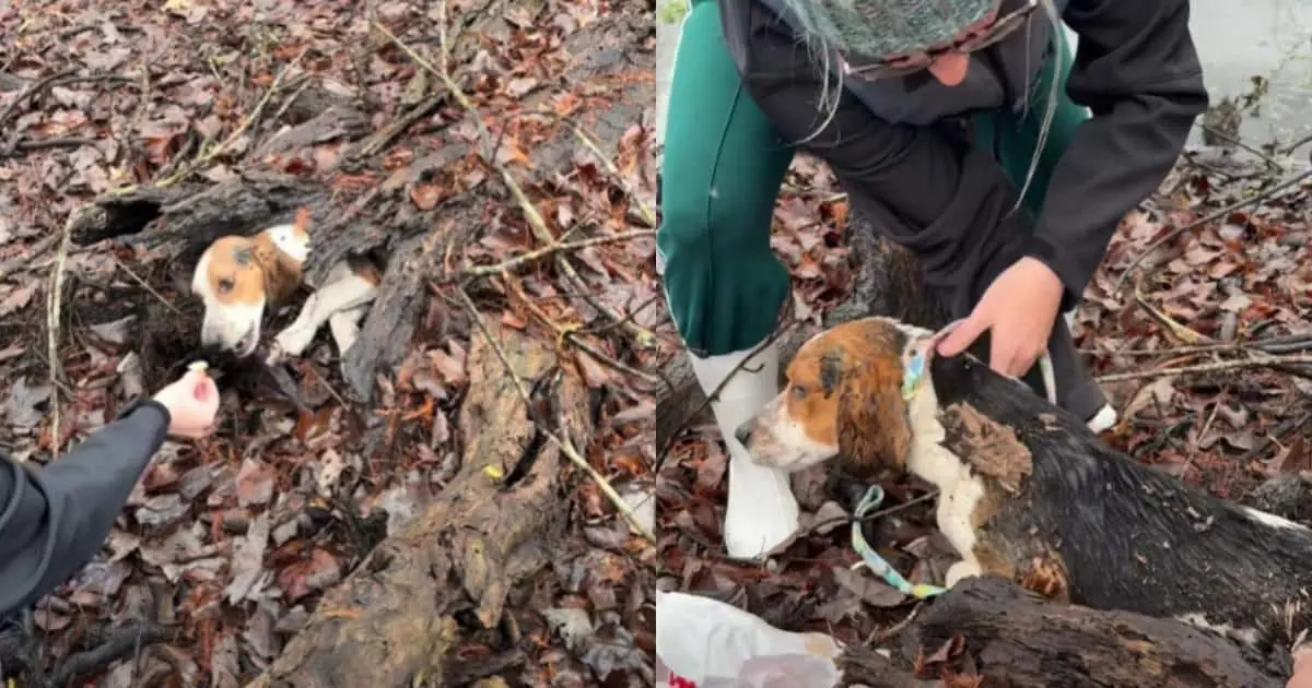 Tiny Dog Found In Rotten Log Gets Rescued And A Second Chance