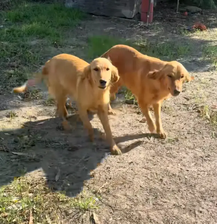 'Devoted' Mama Dog Leads Rescuer To Pile Of Golden Babies Left In Chicken Coop