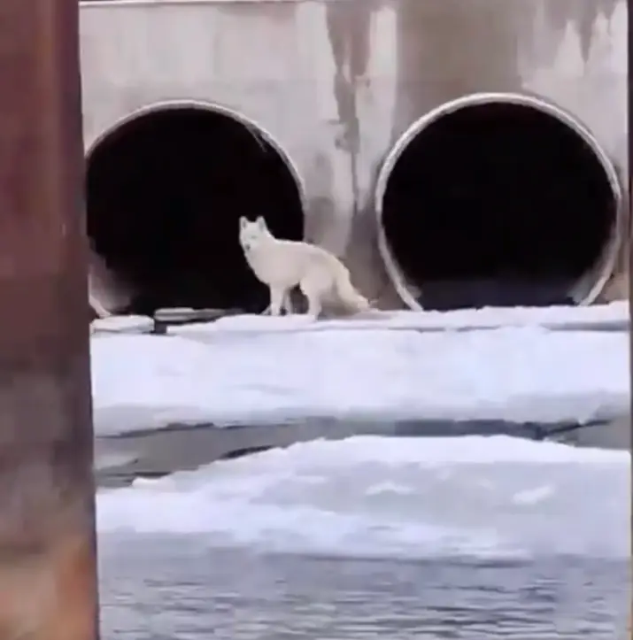 Fishermen Spot White 'Wolf' On Icy River — Then Realize The Animal Is Stuck