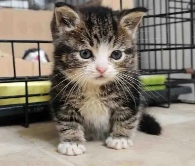 They Bring in a Litter of Kittens and Notice One is Extra Small, Turns Out the Tiny Cat Needs Special Help