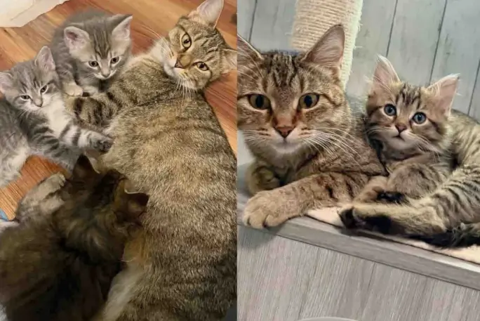 Cat Can't Bear Another Day in Shelter, a Woman Comes in for Her and Her Kittens, It Makes All the Difference