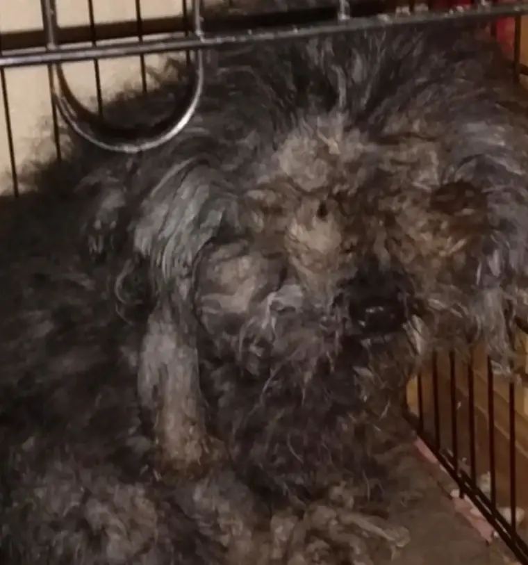 Matted Dog's First Haircut Ever Reveals A Surprising Fact About Her Past