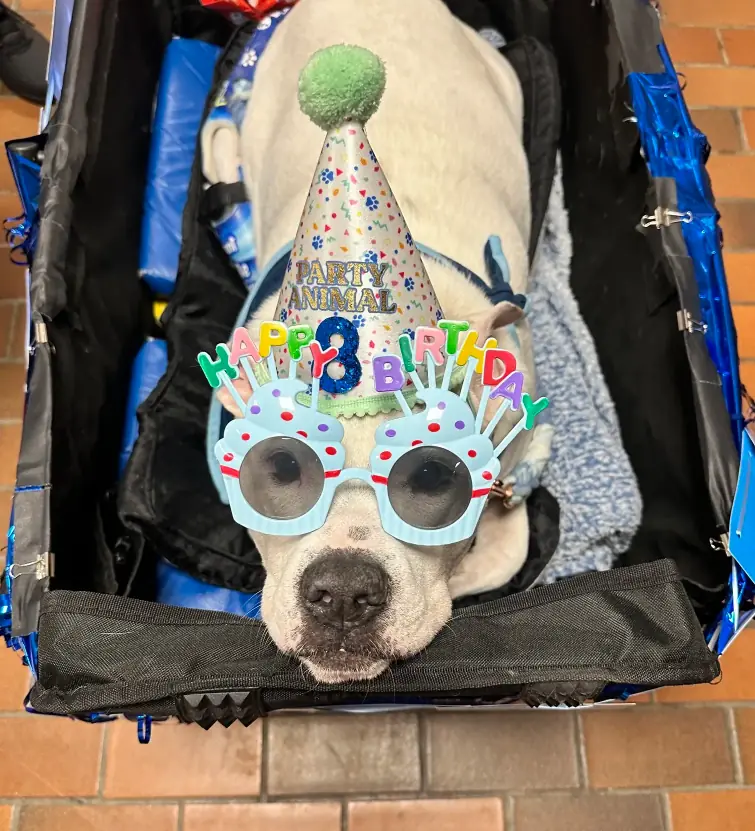 School Kids Do The Sweetest Thing For Deaf Therapy Dog On His Birthday