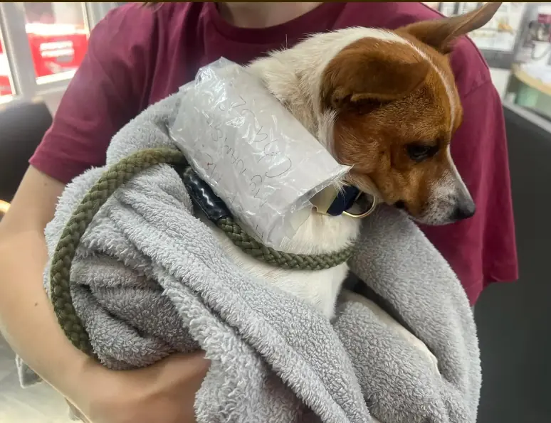 Cyclists Stop To Rescue Stray Dog — Then Notice A Note On His Collar "I am very friendly and kind ..."