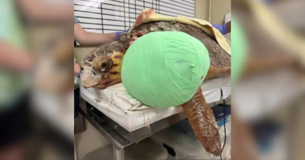 Loggerhead Turtle Molly Undergoes 3-Hour Surgery to Remove 10 Lbs. Neck Tumor