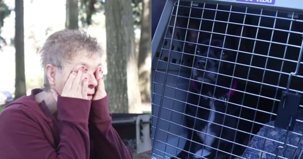 After Disaster Took Everything From Them, This Dog Found a Way Back to His Mom