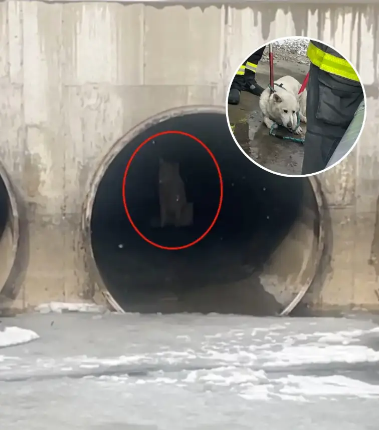 They Thought It Was a Wolf on the Ice — But the Truth Saved a Life