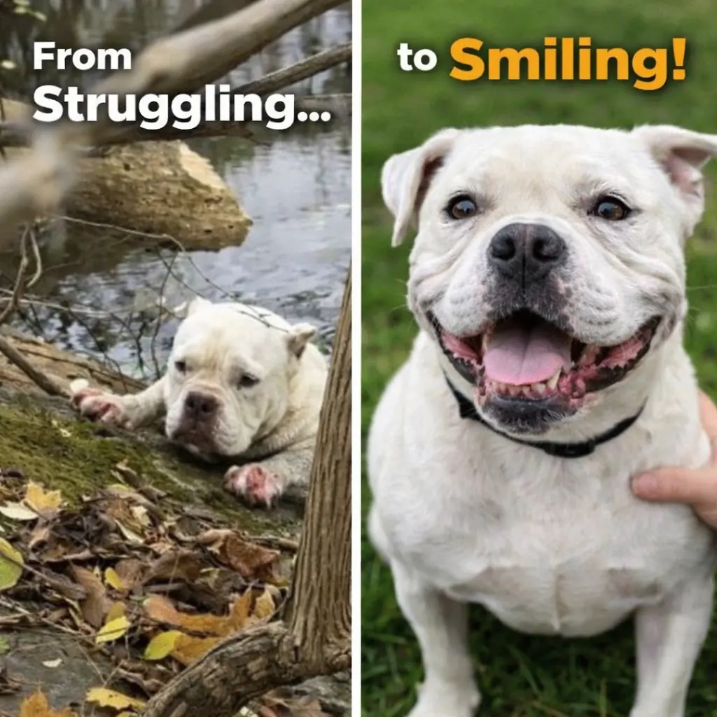 Rescuers Spot Dog Desperately Clawing At Muddy Creek Bank — Then Realize She’s Been Fighting To Survive