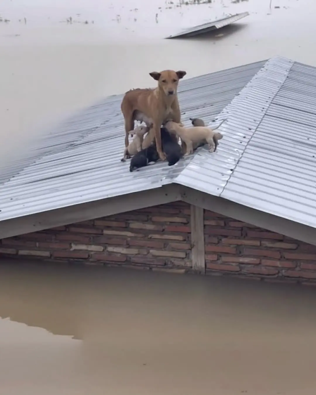 Mother Dog Swims Through Flood Five Times to Save Her Puppies