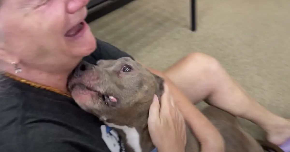 Pit Bull Missing For 8-Years Shows Up Malnourished But ‘Full Of Love’