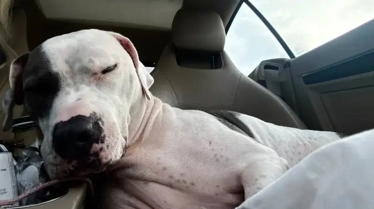 Dog Waits Over 700 Days In Shelter — Until Someone Finally Sees His Heart