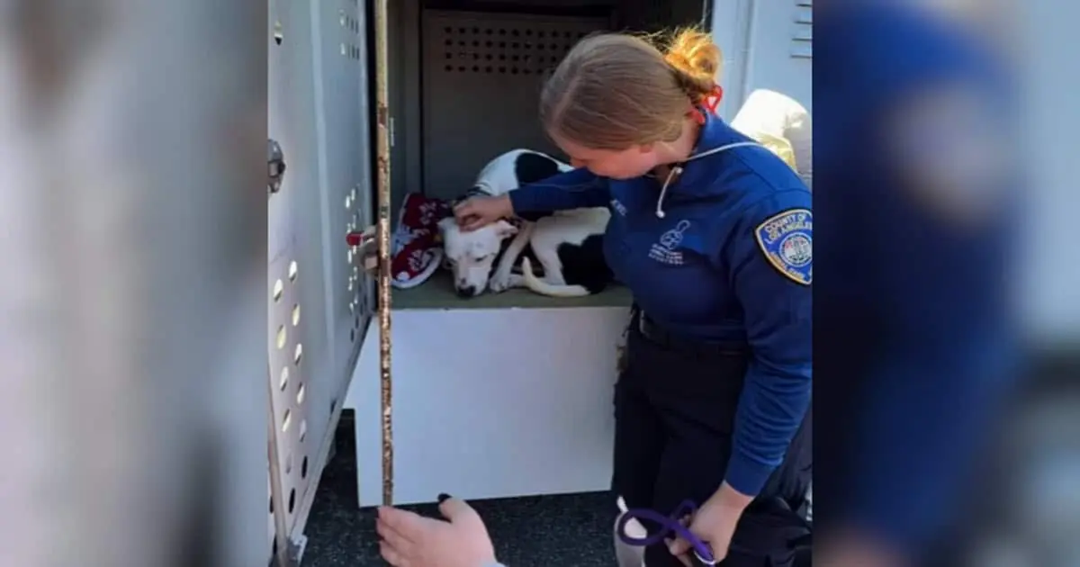 Shelter Dog Ignored by Adopters Finally Gets His Happy Ending